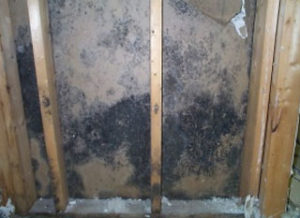 mold from damaged mobile home vapor barrier